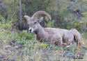 Ovis Canadensis